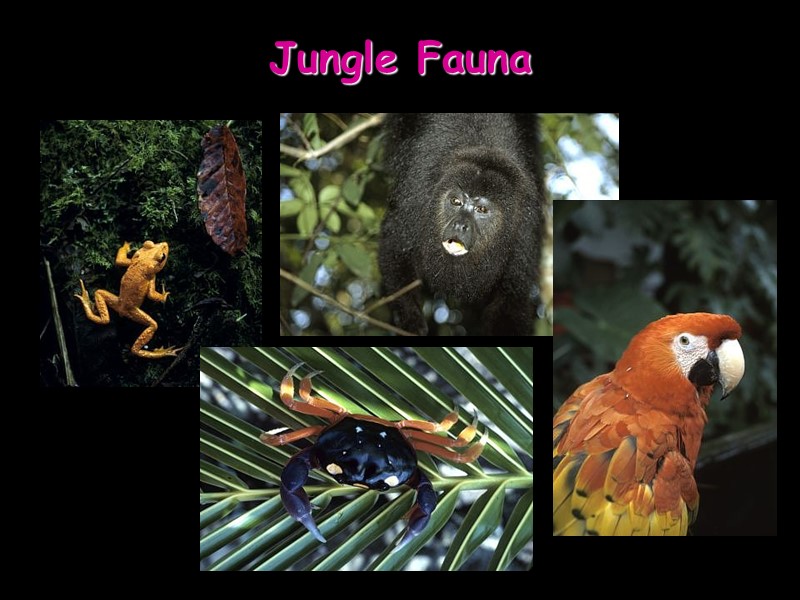 Jungle Fauna